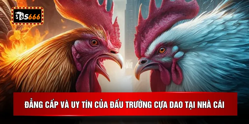 Đẳng cấp và uy tín của đấu trường cựa dao tại nhà cái