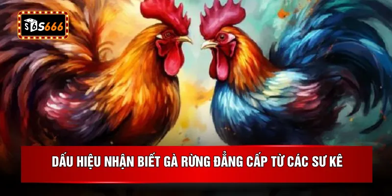 Dấu hiệu nhận biết gà rừng đẳng cấp từ các sư kê